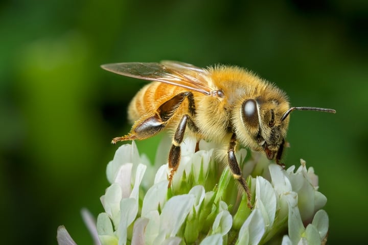 bee on a clover