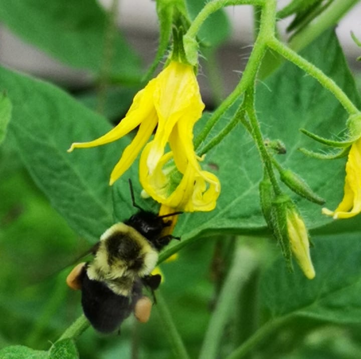 bee on a tomato flower