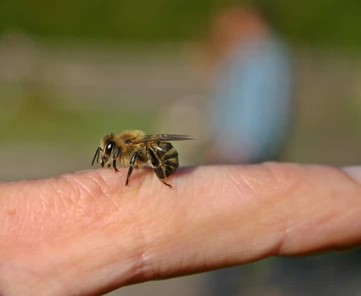 bee on finger