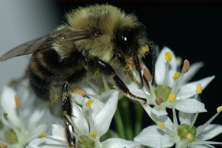 bee resting on chive flower at night