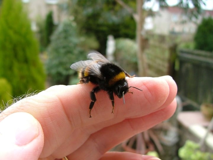 bee resting on finger