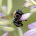 bee sucking nectar on flower