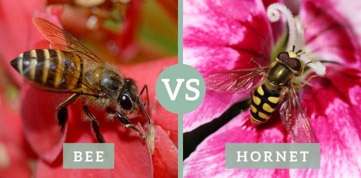 bee vs hornet
