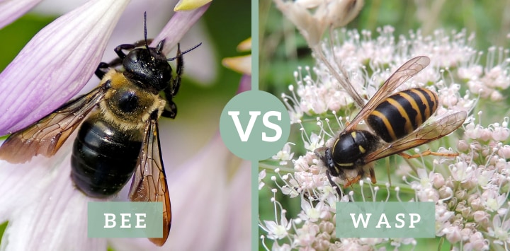 bee vs wasp illustration