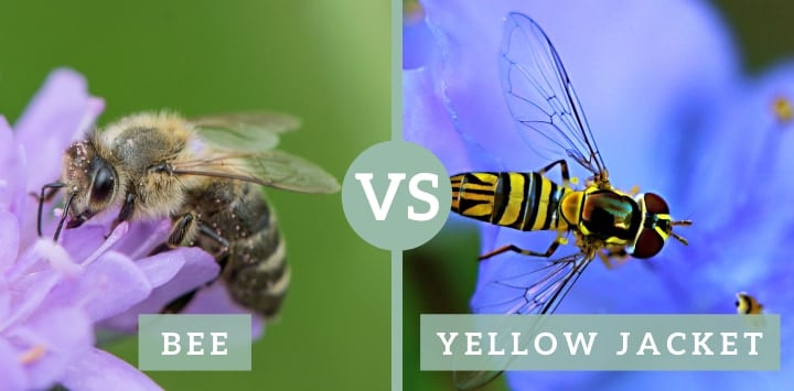 bee vs yellow jacket