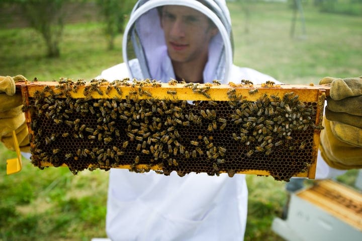 beekeeper holding a honey super