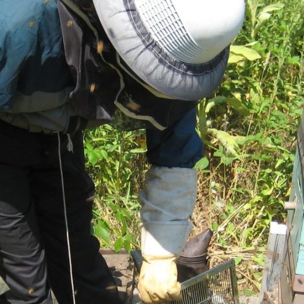 beekeeper maintaining beehives