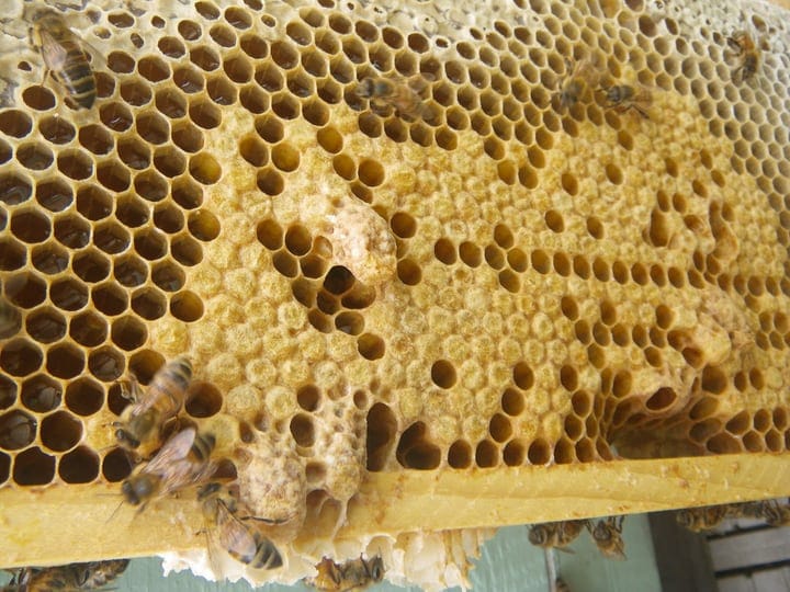 bees emergency queen cells