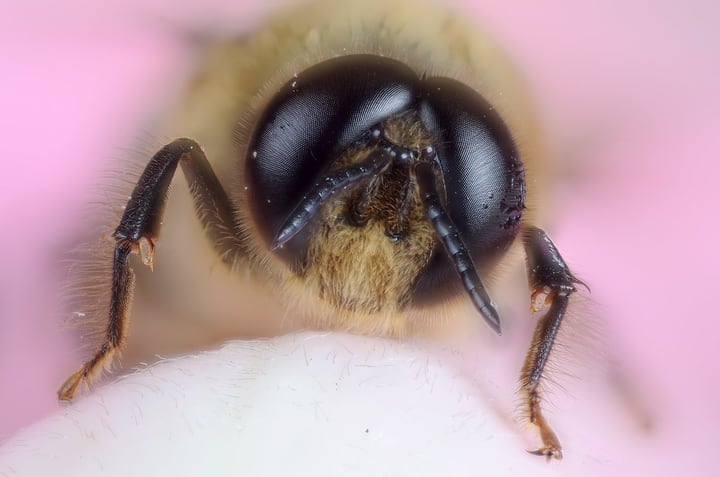 bees eyes