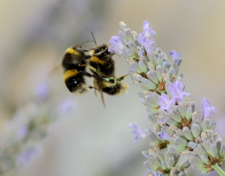 bees on lavender