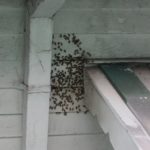 bees swarming around a house