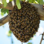 bees swarming in spring