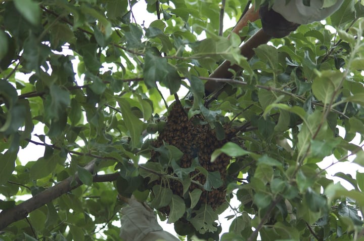 bees swarming on the top branches of a tree