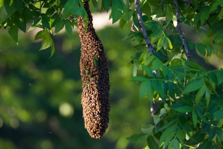 bees swarming on top branch