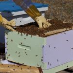 beginner friendly langstroth hive