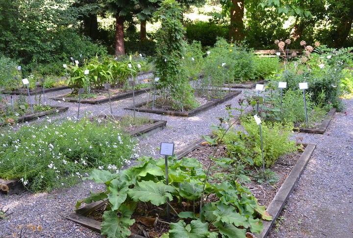 big herb garden