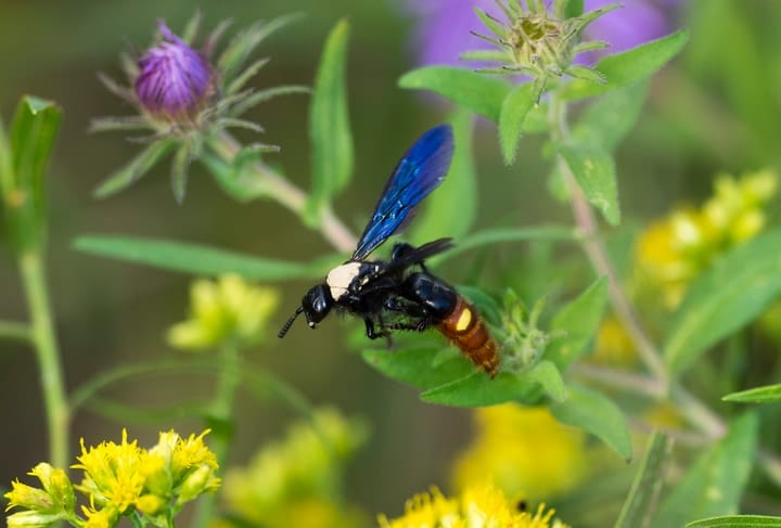 blue winged wasp