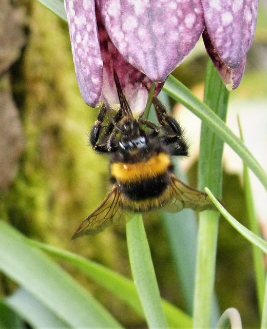 bombus hortorum queen bumblebee