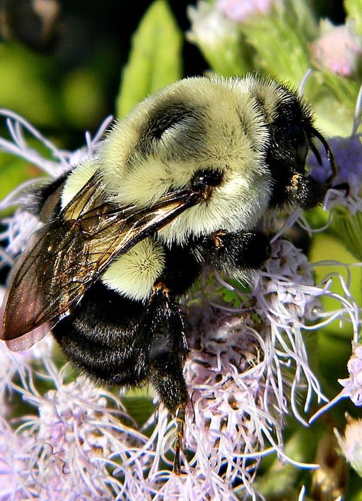 bombus impatiens queen bee