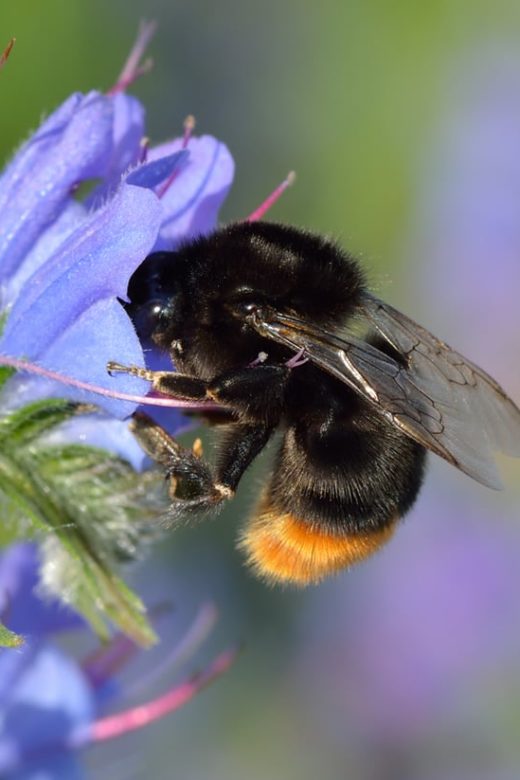 bombus lapidarius queen bee