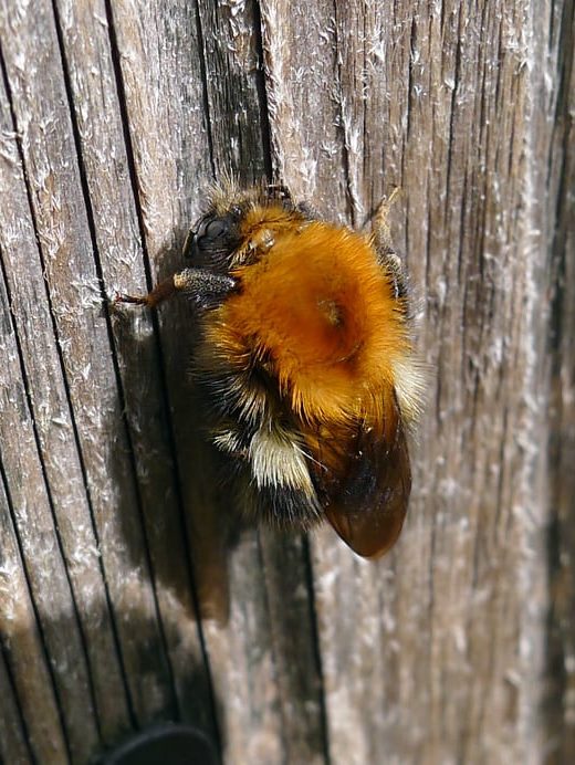 bombus pascorum queen bumblebee