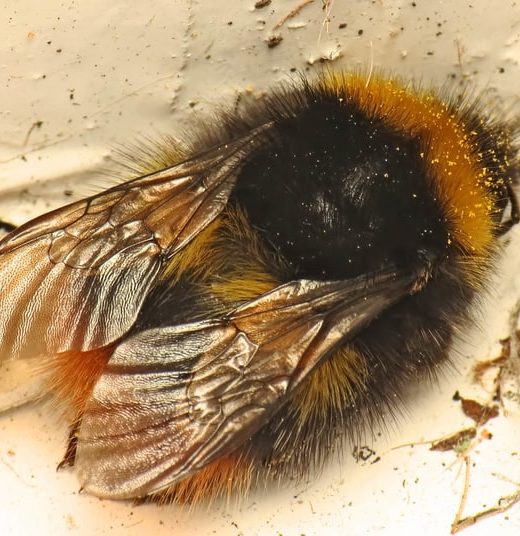 bombus pratorum queen bumblebee