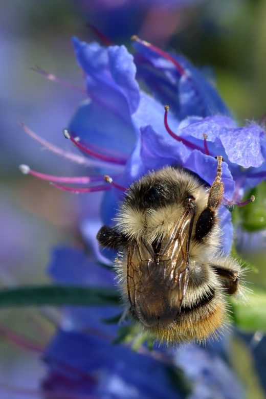 bombus sylvarum queen bee