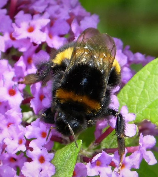 bombus terrestris queen bee