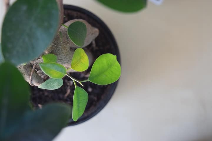 bonsai shoots