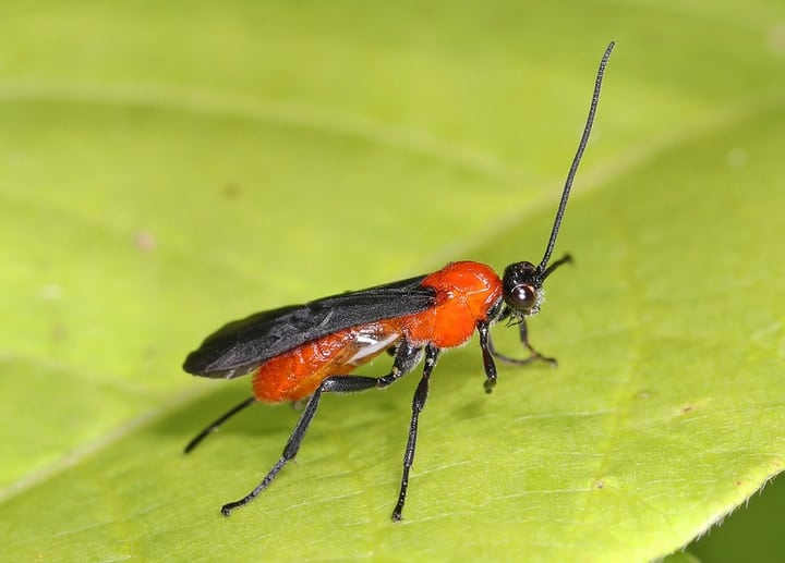 braconid wasps