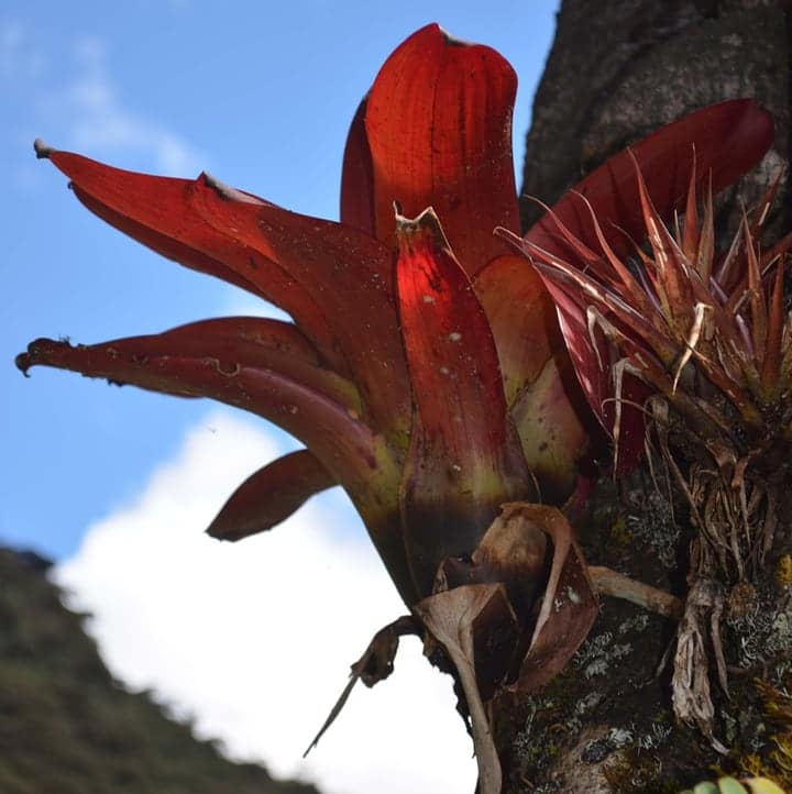 bromeliaceae indoor air plant