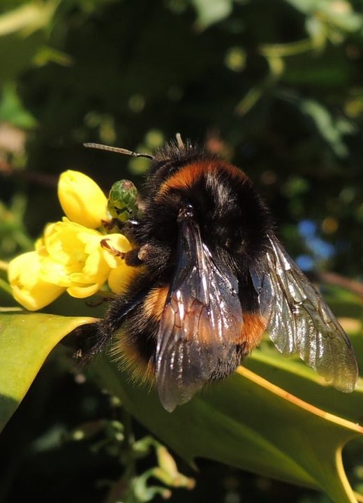 buff tailed bombus terrestris queen bumblebee