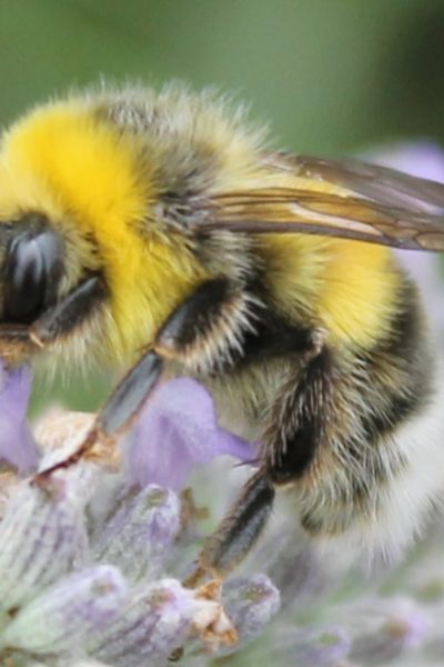 bumblebee on a flower