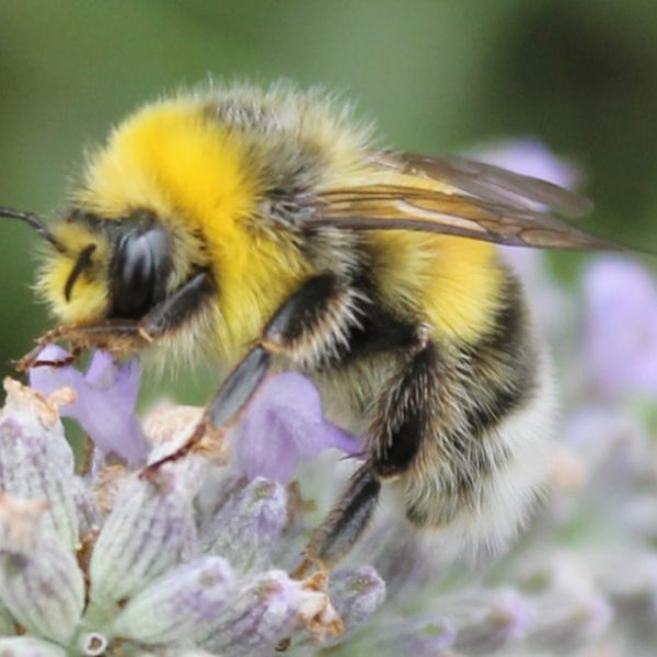 bumblebee on a flower