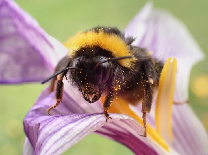 bumblebee queen visiting flowers