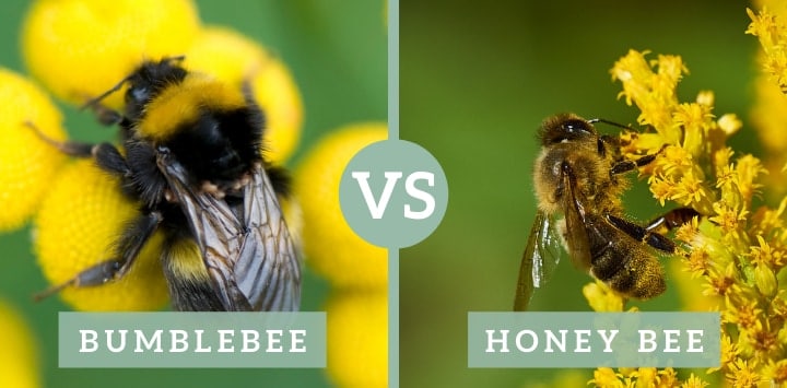 bumblebee vs honey bee