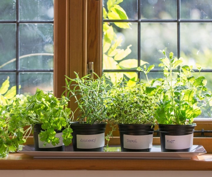 can herbs grow indoors