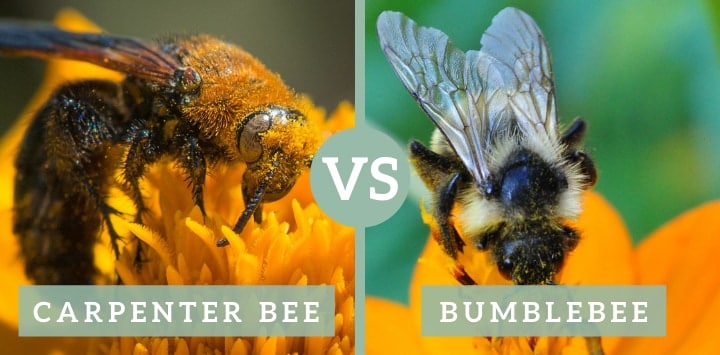 carpenter bee vs bumblebee