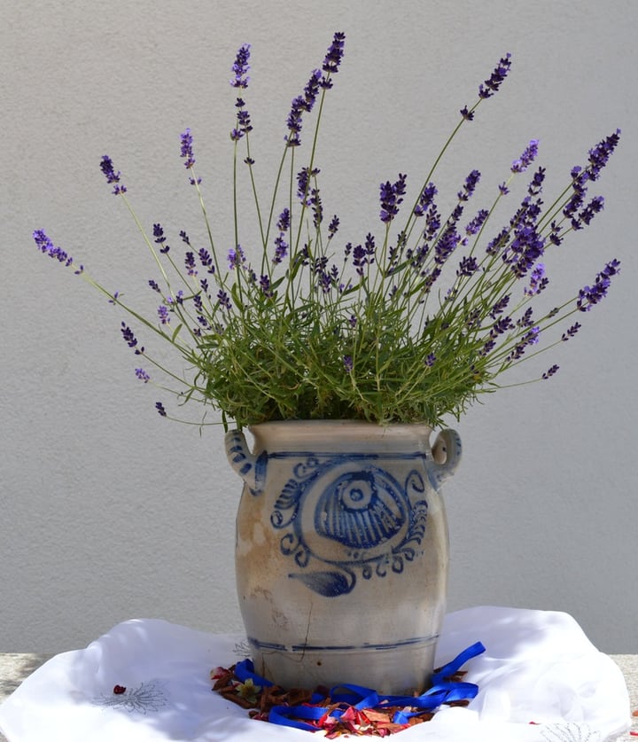 ceramic lavender pot