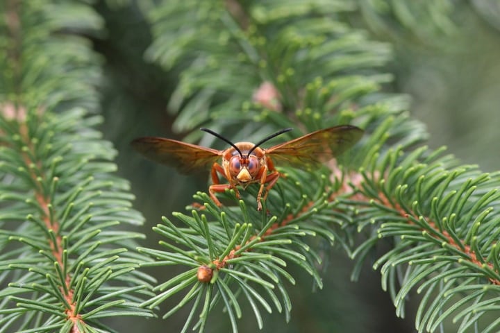 cicada killer wasp