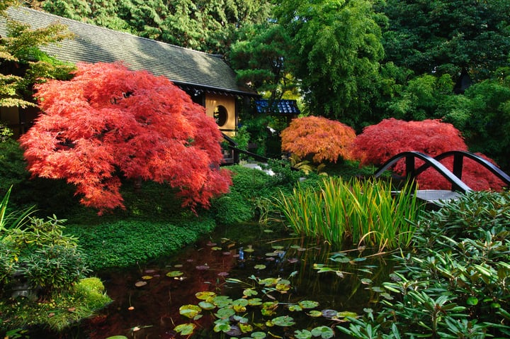 colorful plants in the japanese garden