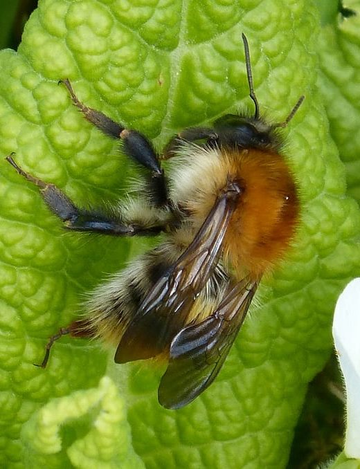 common carder bee