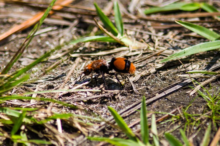 cow killer wasp or eastern velvet ant