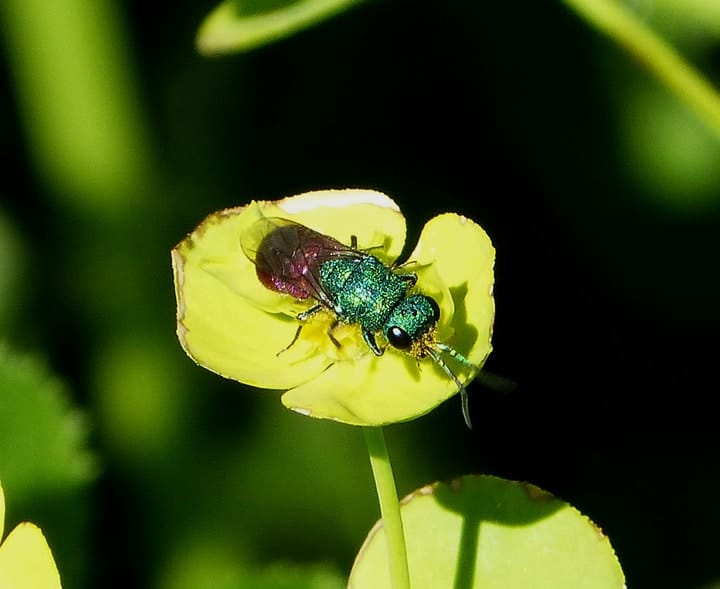 cuckoo wasp