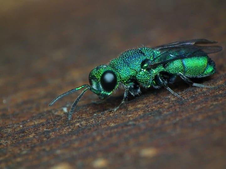 cuckoo wasps