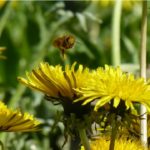 daisies in the garden with a bee