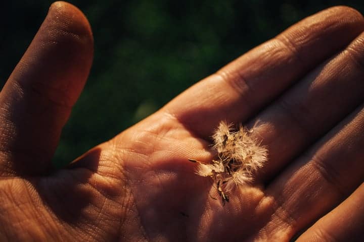 dandelion seeds on hand