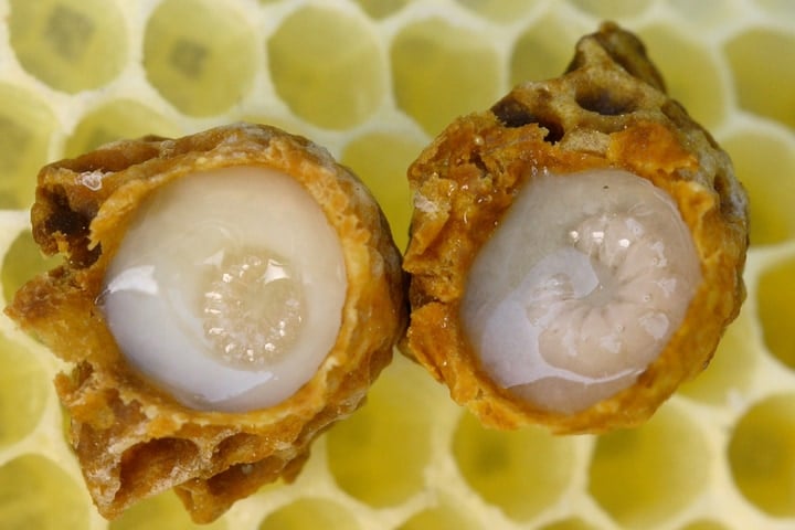 developing queen bee in royal jelly