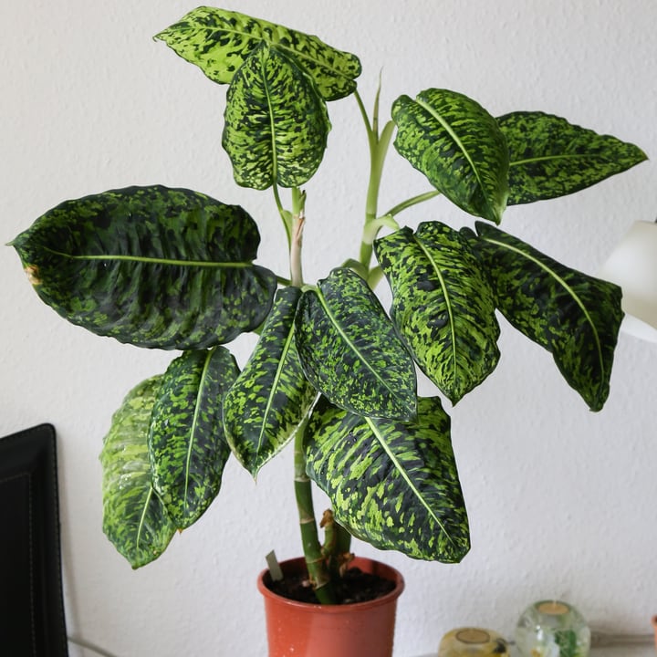 dieffenbachia indoor plant