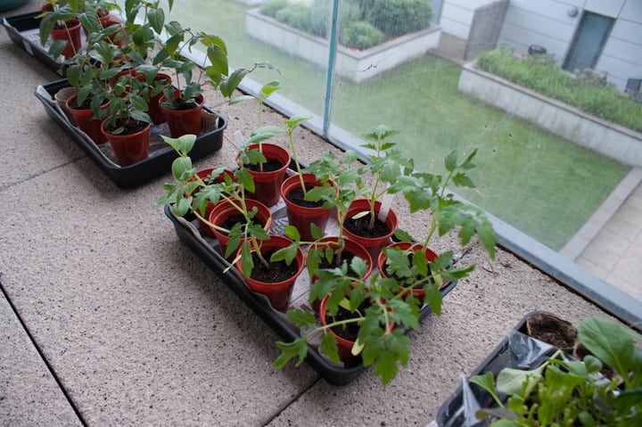 different plant seedlings for a balcony garden
